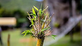 竹,植物,木本