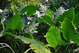 植物,綠色,綠葉