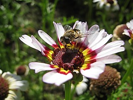 传粉者,昆虫,花