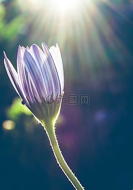 花,光,陽光花
