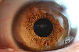 眼,學生,虹膜