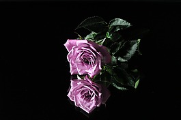 玫瑰,花,鏡像