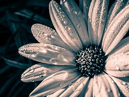 花,雨點,自然