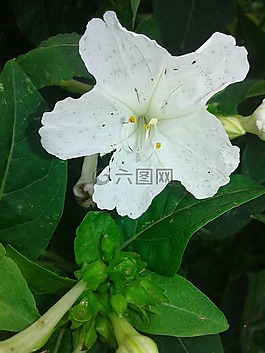 鮮花,性質(zhì),花園