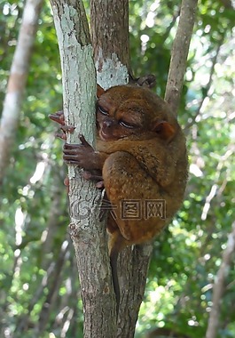 眼镜猴,旅游,和平