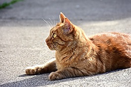貓咪,動物醫(yī)院,紅色
