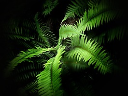 蕨類植物,綠色,植物