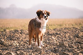 狗,寵物,動(dòng)物