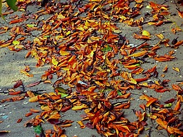 葉,mangue,紅樹林砂
