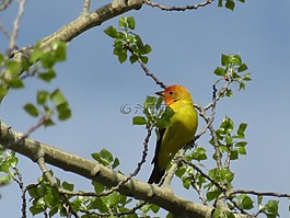 山雀,春,鳥