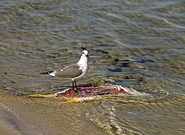 海鷗,魚(yú),水