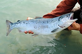 大,三文魚(yú),kenai