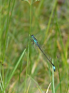 昆蟲,性質(zhì),蜻蜓