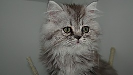 貓,貓科動物,頭發(fā)