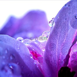性質(zhì),花,廠
