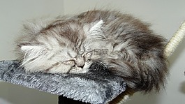 貓,貓科動物,頭發(fā)