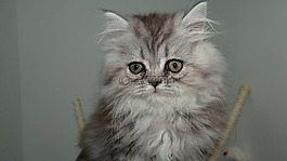 貓,貓科動物,頭發(fā)