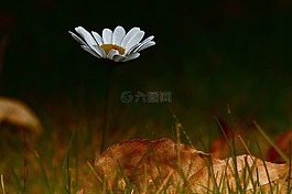 雛菊,野生花卉,白