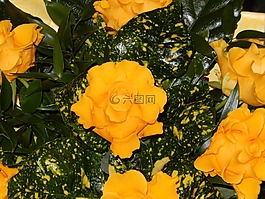 玫瑰,黃玫瑰,花卉