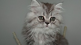 貓,貓科動物,頭發(fā)