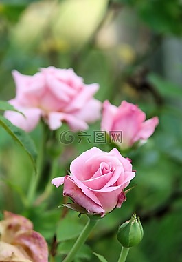 玫瑰,花園,花