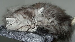 貓,貓科動物,頭發(fā)