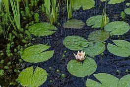 百合,池,水