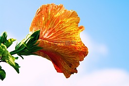 槿,天空,花
