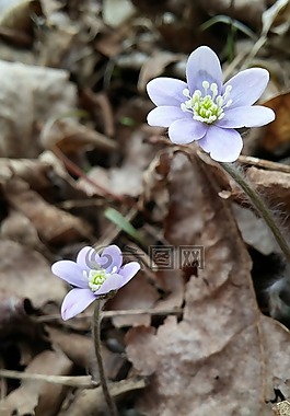 花,春,自然