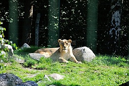 獅子,野生,動(dòng)物園