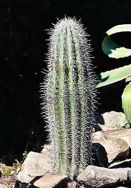 仙人掌,性質(zhì),植物群