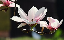 玉蘭,鮮花,春天