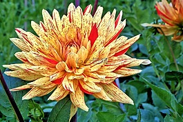 娇琴纱,georgine,复合材料