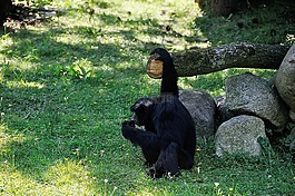 猴子,äffchen,野生