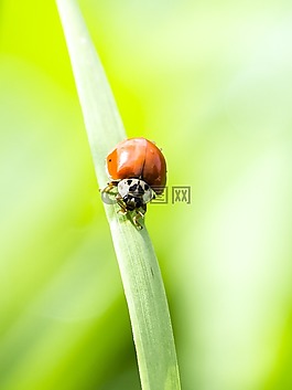 瓢蟲,甲蟲,昆蟲