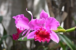 鮮花,蘭花,花卉