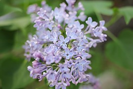 丁香,花,紫色