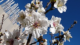 杏仁,开花,树