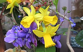 鮮花,春,季節(jié)