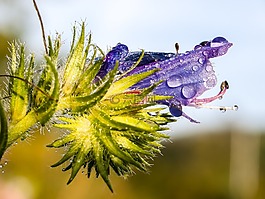 蛇头,厂,花