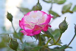 花,自然,植物區(qū)系