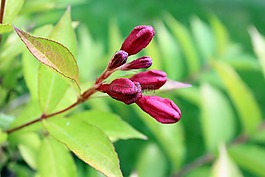 krzewuszka美丽,观赏灌木,花蕾