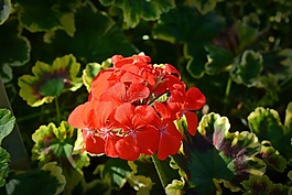 geraniaceae,天竺葵属,夫人