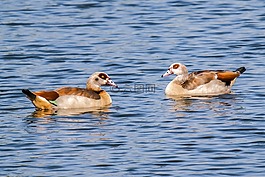 nilgans,鹅,鸟
