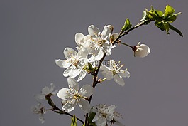 鮮花,白,貝爾