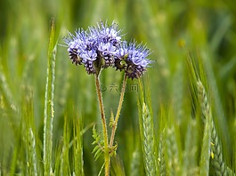季节,phazelia,厂