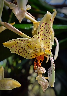 蘭花,開花,花