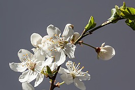 鮮花,白,貝爾