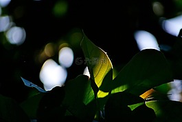 葉子,太陽,背光源