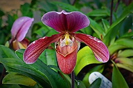 蘭花,frauenschuh,開(kāi)花